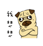 pug A-bang（個別スタンプ：36）