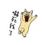 pug A-bang（個別スタンプ：40）