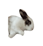 rabbit bunny_Albert（個別スタンプ：1）