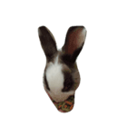 rabbit bunny_Albert（個別スタンプ：7）