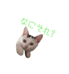 猫犬（個別スタンプ：6）