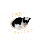 猫犬（個別スタンプ：18）