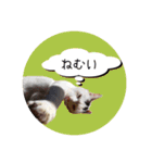 猫犬（個別スタンプ：23）