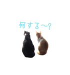 猫犬（個別スタンプ：24）