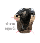 Moo Thord 01（個別スタンプ：15）