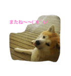 秋田犬のつぶやき。（個別スタンプ：4）