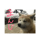 秋田犬のつぶやき。（個別スタンプ：8）