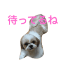 愛犬Colonのスタンプ（個別スタンプ：2）