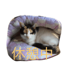 我が家の猫達のスタンプ（個別スタンプ：3）