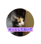 我が家の猫達のスタンプ（個別スタンプ：8）