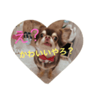 ツンデレわんこ姫（個別スタンプ：3）