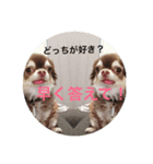 ツンデレわんこ姫（個別スタンプ：7）