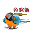 Flying parrot in the sky（個別スタンプ：6）