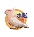 Flying parrot in the sky（個別スタンプ：14）