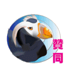 Flying parrot in the sky（個別スタンプ：15）