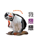 Flying parrot in the sky（個別スタンプ：16）