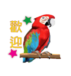 Flying parrot in the sky（個別スタンプ：24）