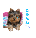 ヨーキーのピノさん（個別スタンプ：1）