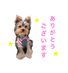 ヨーキーのピノさん（個別スタンプ：2）