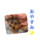 ヨーキーのピノさん（個別スタンプ：5）