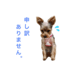 ヨーキーのピノさん（個別スタンプ：7）