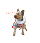 ヨーキーのピノさん（個別スタンプ：8）