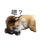 Old dog's daily（個別スタンプ：4）