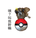 Old dog's daily（個別スタンプ：7）