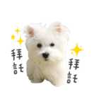 West Highland White Terrier-King（個別スタンプ：1）