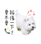 West Highland White Terrier-King（個別スタンプ：2）