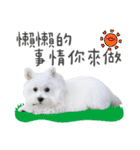 West Highland White Terrier-King（個別スタンプ：3）