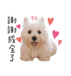 West Highland White Terrier-King（個別スタンプ：4）