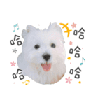 West Highland White Terrier-King（個別スタンプ：5）