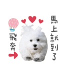 West Highland White Terrier-King（個別スタンプ：6）