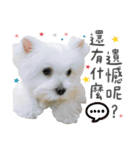 West Highland White Terrier-King（個別スタンプ：7）