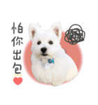 West Highland White Terrier-King（個別スタンプ：8）