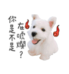 West Highland White Terrier-King（個別スタンプ：9）
