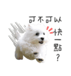 West Highland White Terrier-King（個別スタンプ：11）