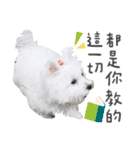 West Highland White Terrier-King（個別スタンプ：12）