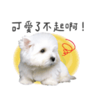 West Highland White Terrier-King（個別スタンプ：13）