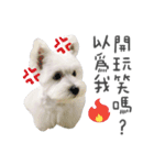 West Highland White Terrier-King（個別スタンプ：14）