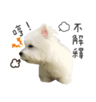 West Highland White Terrier-King（個別スタンプ：15）