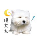 West Highland White Terrier-King（個別スタンプ：16）