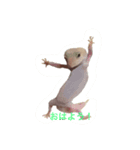 レオパ（個別スタンプ：1）