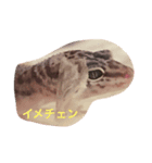 レオパ（個別スタンプ：4）
