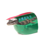 レオパ（個別スタンプ：6）