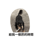 dog life 24（個別スタンプ：1）