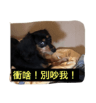 dog life 24（個別スタンプ：4）