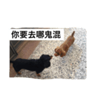 dog life 24（個別スタンプ：5）