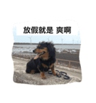 dog life 24（個別スタンプ：6）